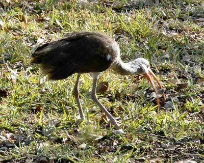 curlew2.jpg