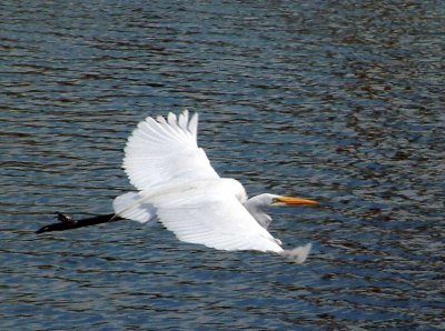 Egret12.jpg