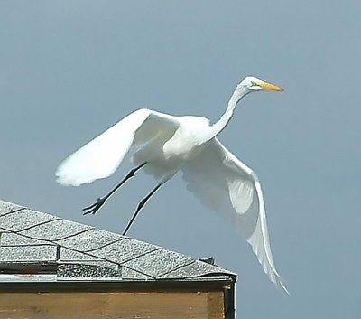Egret15.jpg