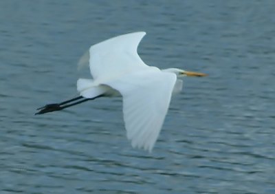 Egret19.jpg