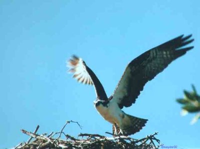 osprey lifting up.jpg