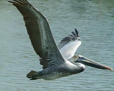 Pelican5.jpg