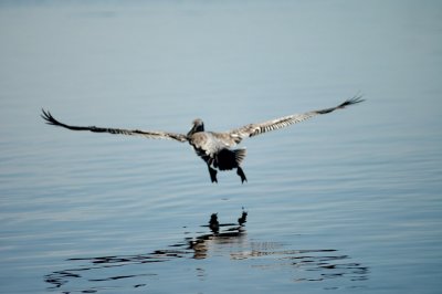 pelican_1372.jpg