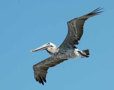 Pelican_3922.jpg