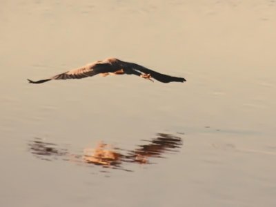 SandhillCrane_3272.jpg