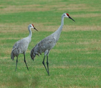 SandHillCranes_4787.jpg