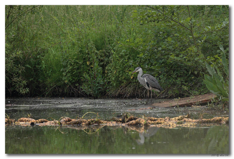 Blauwe Reiger