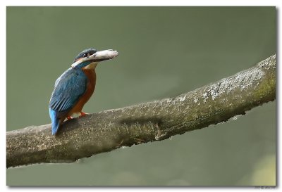 IJsvogel met visje