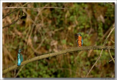 IJsvogel