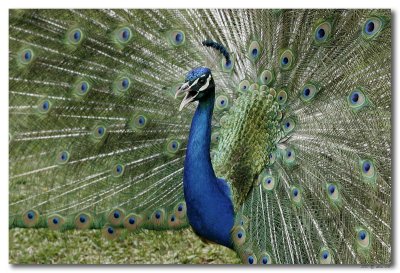 Blauwe Pauw