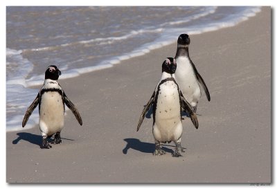 Pinguns