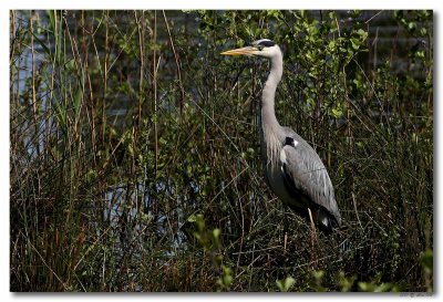 Reiger
