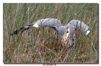 Reiger met vis