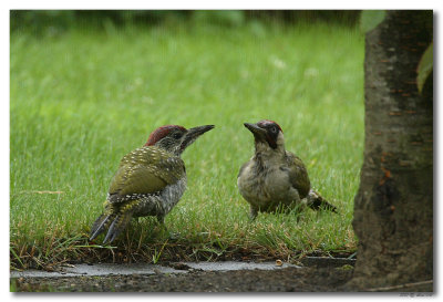 Groene Specht met jong