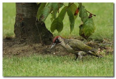 Groene Specht