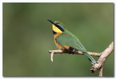 Vogels in Kenia