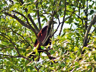02-Brahminy-Kite-in-a-Tree-1.jpg