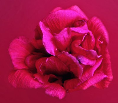 02 Pink on Pink 1.jpg