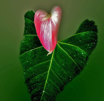 03 Flower and Leaf.jpg