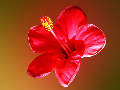 19 With a Bulging Stamen.jpg