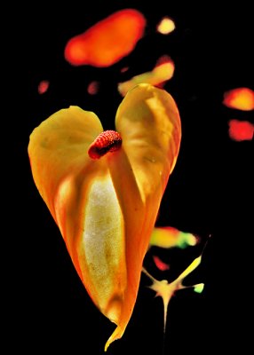 20 With an Erected Stamen.jpg