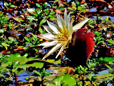 34 Indian Waterlily 2 Version 1.jpg