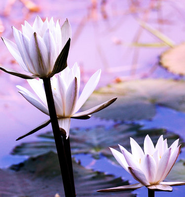 39 Some Velvet Morning with Indian Waterlilies.jpg