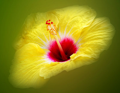 44 Yellow Hibiscus in Green Fog.jpg