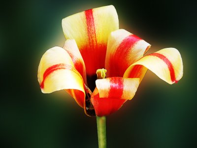 48 Found in a Botanic Garden 2 Version 2.jpg