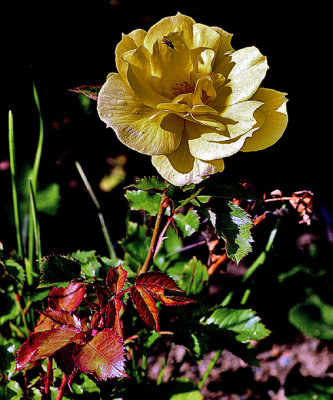 59 Yellow Rose with a Flie.jpg
