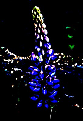 62 Lupin Manupulated.jpg