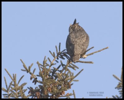 Great Horned Owl /Grand-Duc