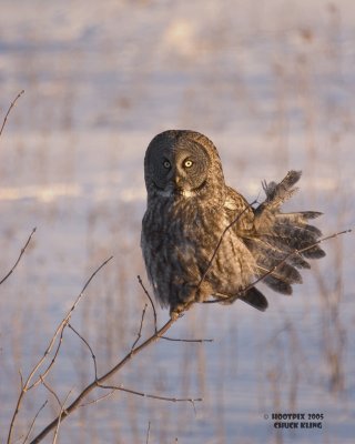 Great Grey Owl / Chouette lapone