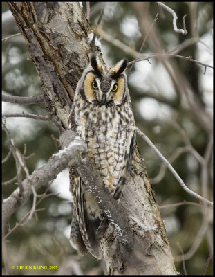Long-Eared Owls / Moyens ducs