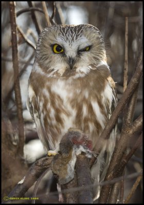 Saw-Whet Owl /Petite nyctale