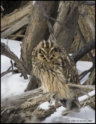 Short-eared Owls / Hiboux des marais