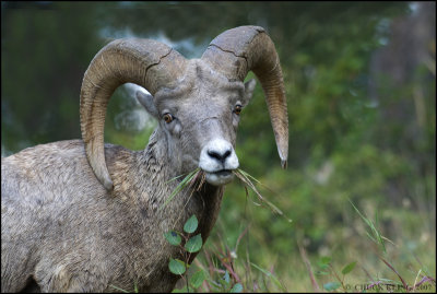 ROCKY MTN .SHEEP   RAM