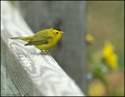 WILSON'S WARBLER, (M) BANFF N.P.