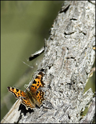 BUTTERFLY,  BANFF, ALBERTA