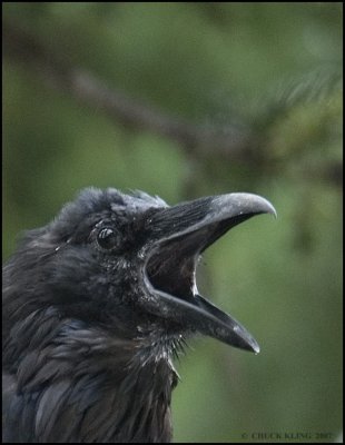 COMMON RAVEN,  JASPER N.P.