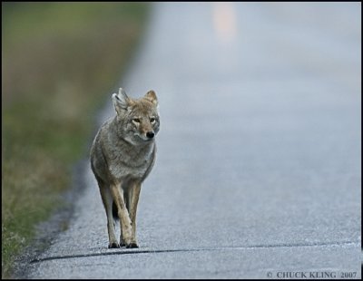 COYOTE, BOW VALLEY PARKWAY
