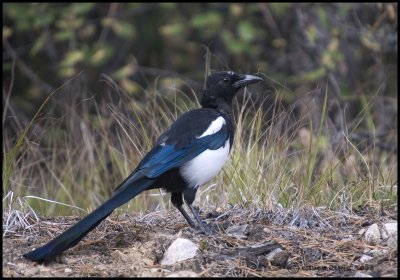 BLACK-BILLED MAGPIE  BANFF N.P.jpg