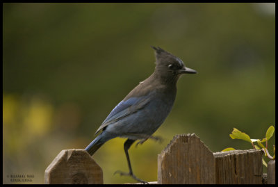 STELLER'S JAY-800.jpg