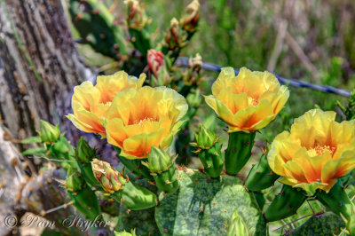 Cactus Roses