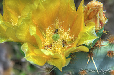 Cactus Rose with Visitors