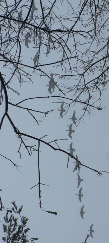 Geese in the mist