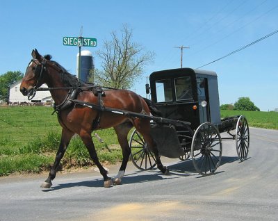 Amish 1