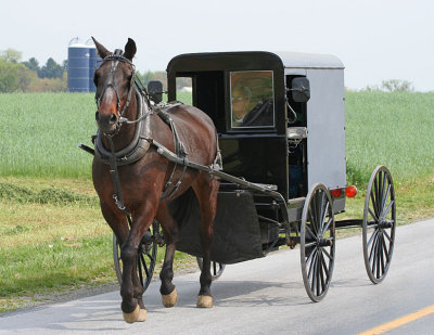 Amish 8
