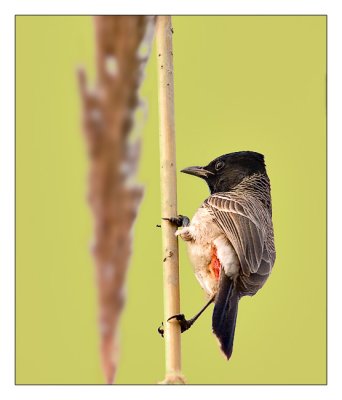 RedVented Bulbul