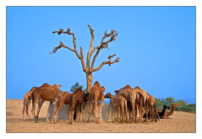 Camels Eating 01